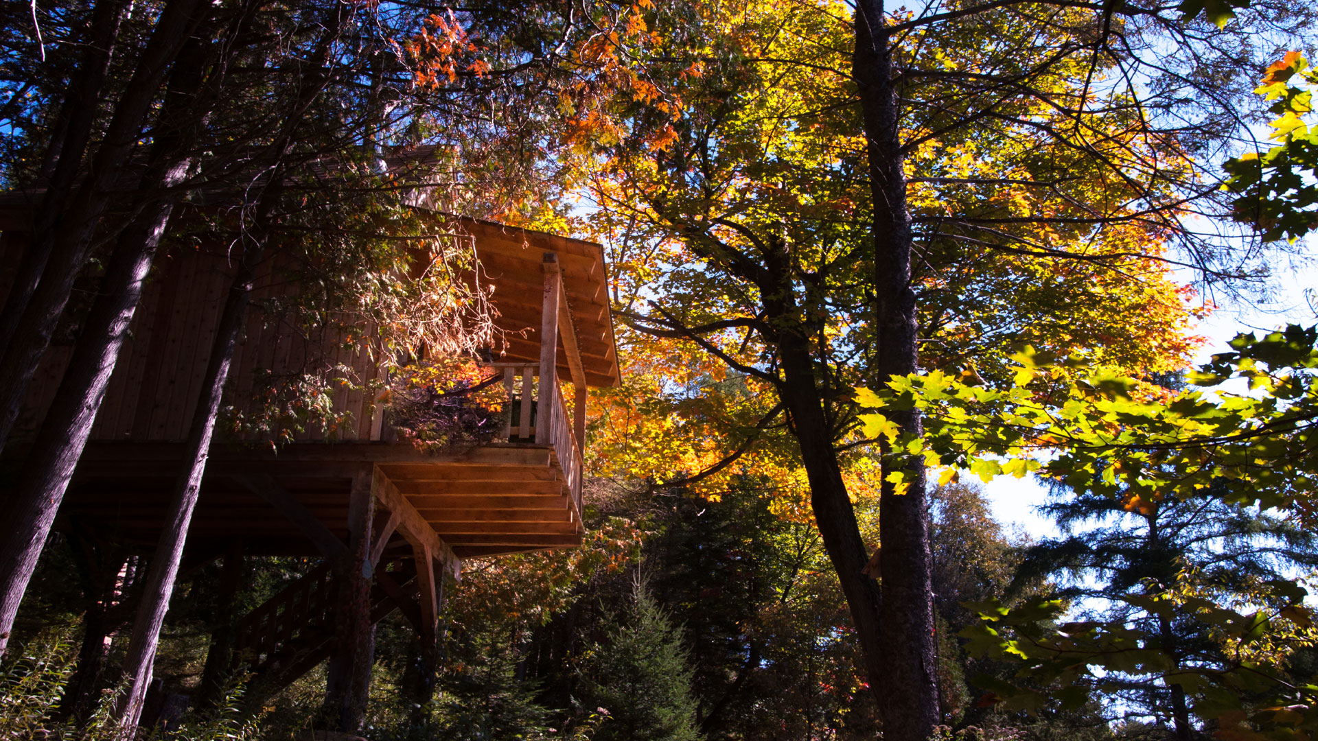 cabane dans les arbres